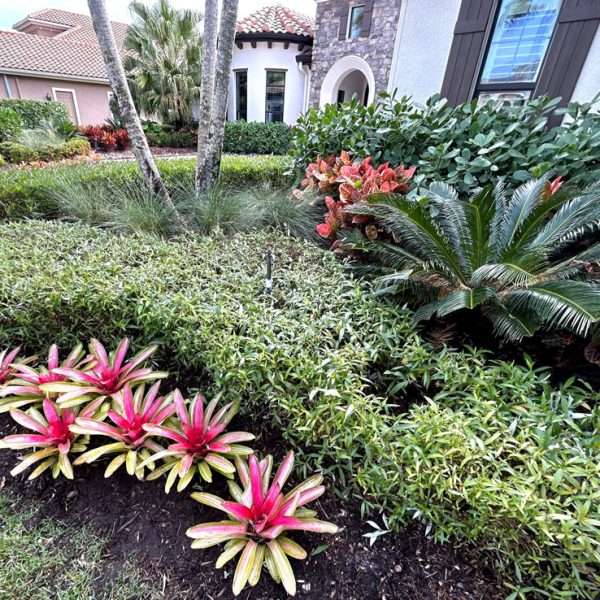 Bromeliads, muhly grass, crotons, sago palm clusia | Love's Landscape Landscape Installation & Maintenance Company