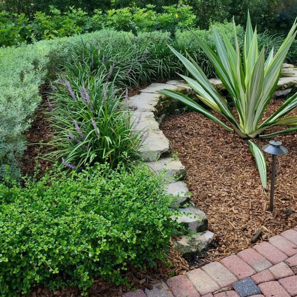 Cap Rock Retaining Wall, Texas Sage, Fukien Tea Plants, False Agave, Podocarpus and Green Arboricola