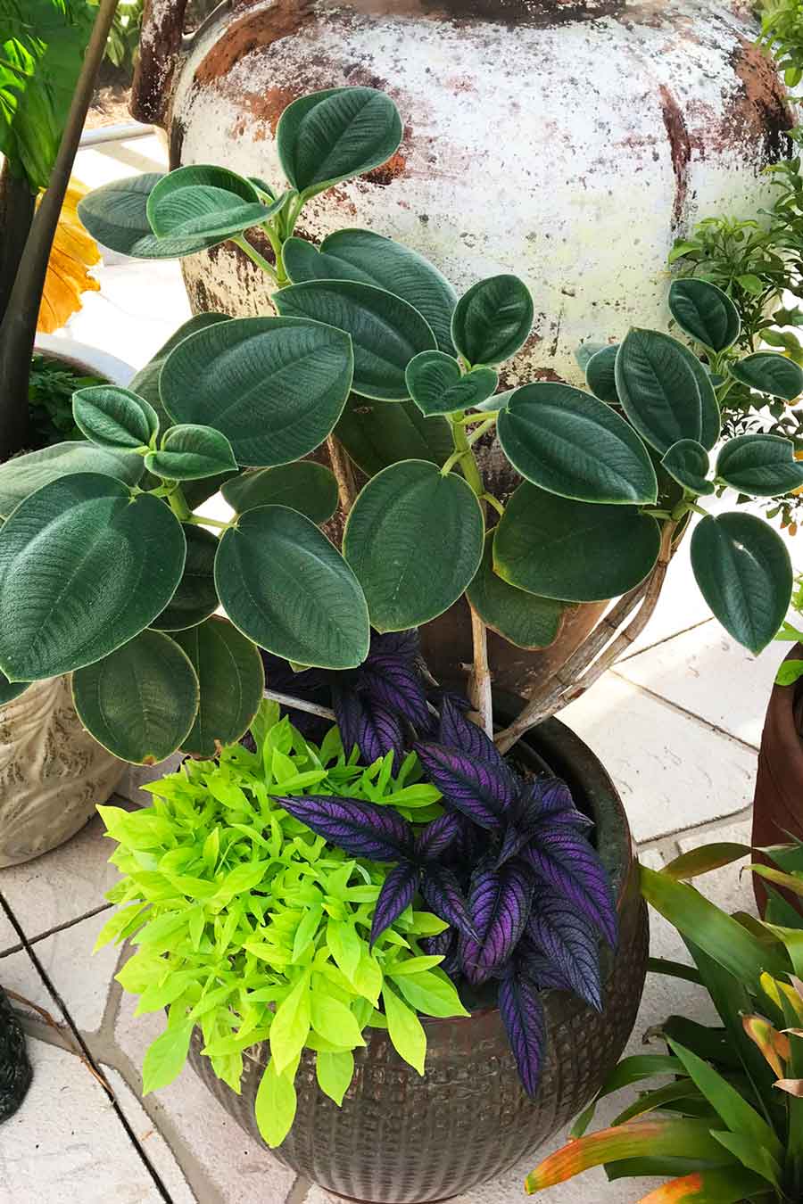 Pots & Projects Naples, Florida Love's Landscape