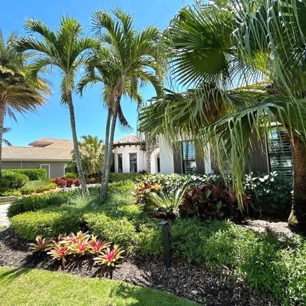Existing Palms renovated bushes and ornamentals surrounding