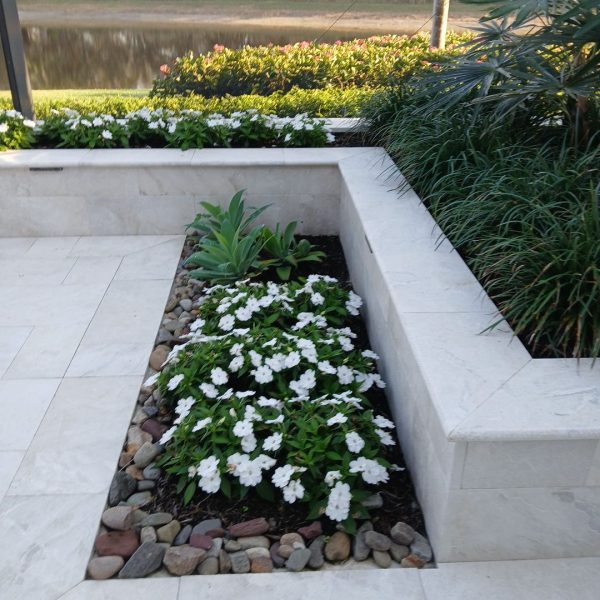 Foxtail agave, white impatiens in brookstone border below liriope and Miroguama Cocothrynax Palms