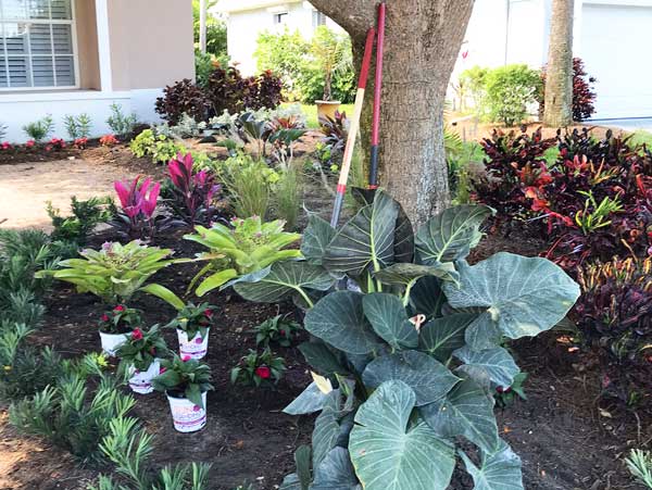 Landscaping installation in progress by Love's Landscaping | Collier County Landscaping Company