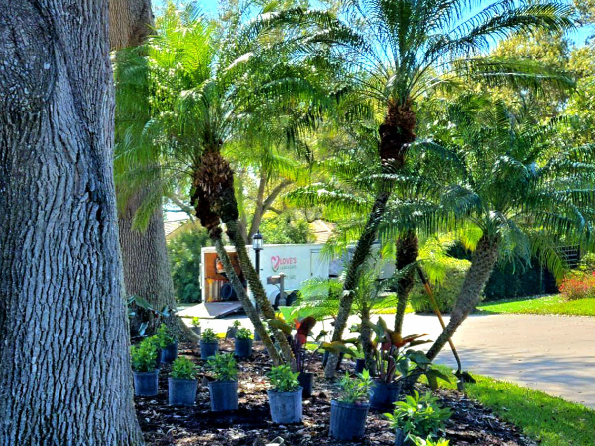 Best Nurseries in Homestead – Florida Clusia Plants Nursery, image size:1200x900