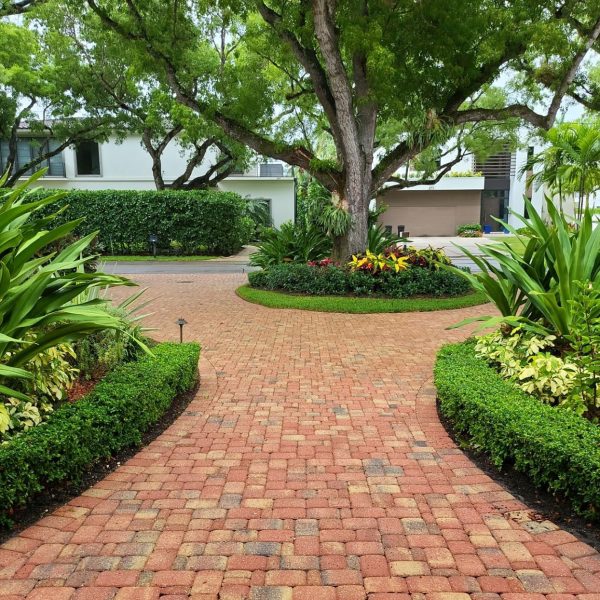 Mahogany & Crinum Lilies original. Revived with color and textures, Arboricola Dazzle, Crinum Lilies, Green Island Ficus