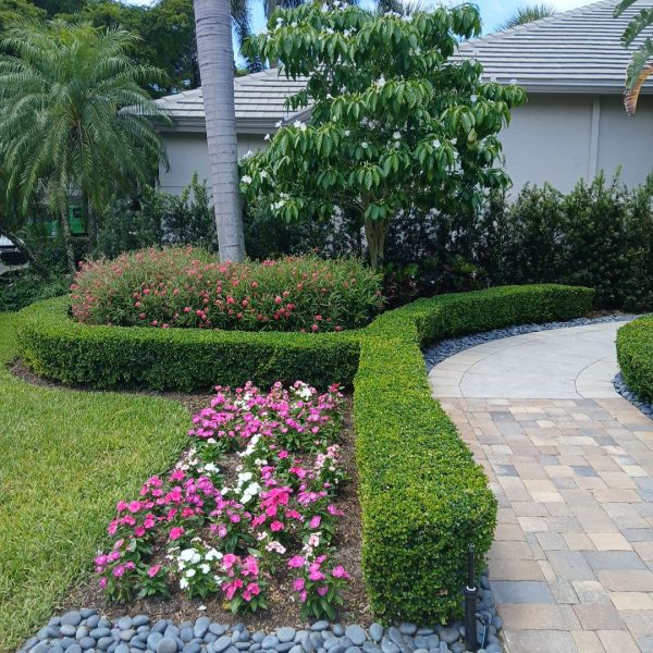 Milky Way Tree, Panama Rose, annuals, tea plant borders | Love's Landscape Landscape Installation & Maintenance Company