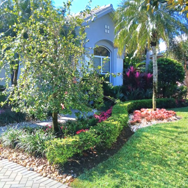 Utilizing existing magnolias new annuals, tea plants, muhly grass
