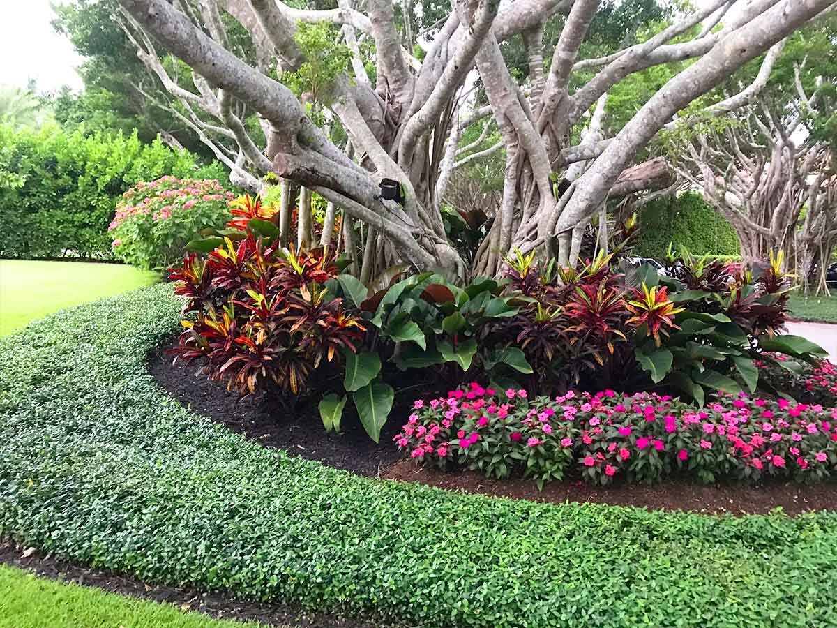Wynn ficus impatiens and Dombeye plant installation from Love's Landscape | Naples Florida Landscaping
